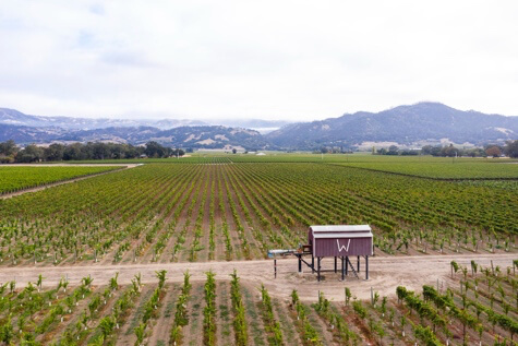 One of the Munselle vineyards.