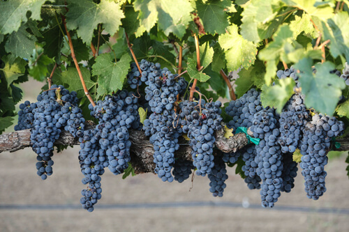 Munselle grapes on the vine.